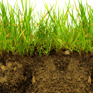 Grass roots - soil analysis