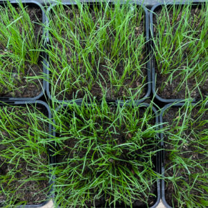 Image of turf at the end of the trial